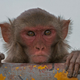 Illustration for article titled Ethicists Voice Concerns Over Creation of Humanized ‘Autistic’ Monkeys